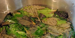 Mint Leaves Water