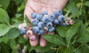 Blueberry Bush